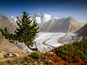 Aletschgletscher